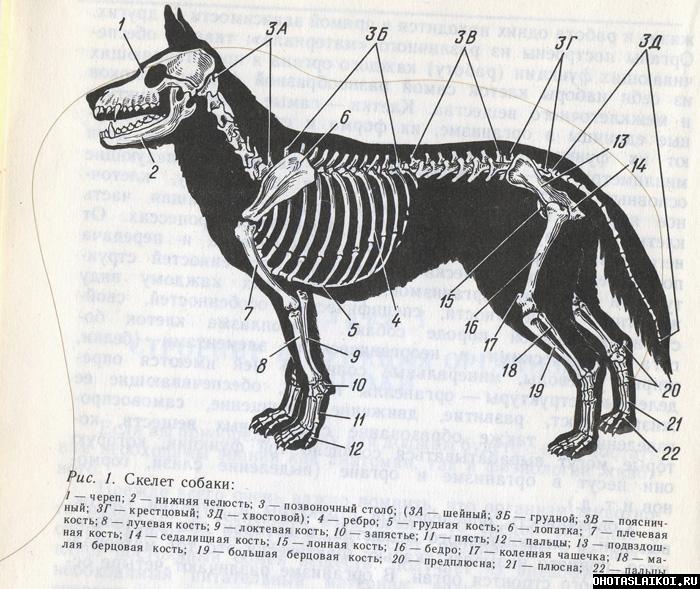 Огэ биология собака. Скелет собаки строение схема. Скелет собаки шея спереди. Строение скелета ВЕО. Строение скелета собаки анатомия.
