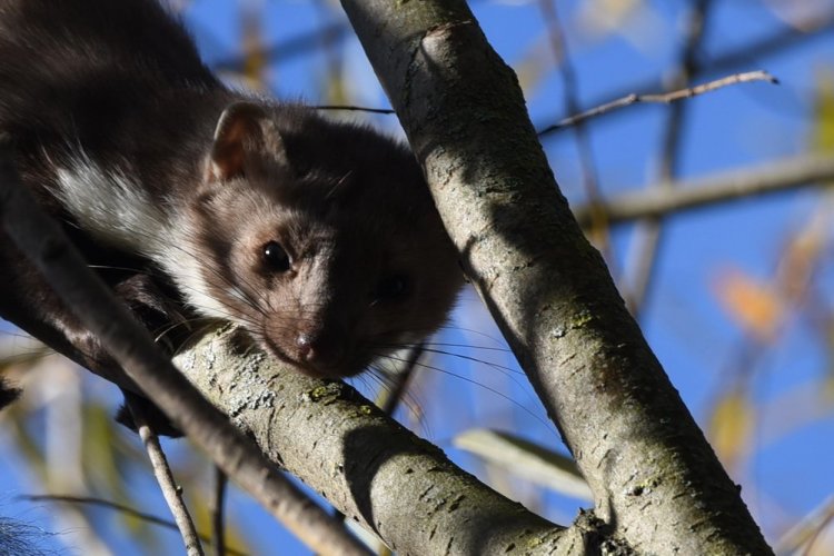 DSC_7847-ЭЛИТА — копия.JPG