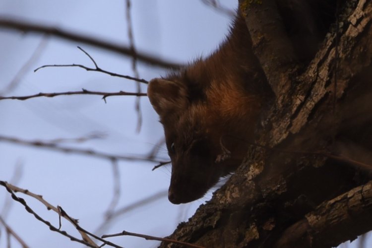 DSC_8068-ЭЛИТА-ГОЛОВА-РЕЗКОСТЬ — копия.JPG