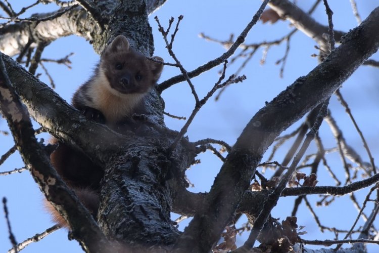 DSC_8148-ЭЛИТА-ВЗГЛЯД — копия.JPG