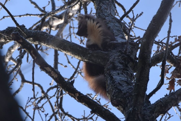 DSC_8140-ЭЛИТА-ЗЕБРА — копия.JPG